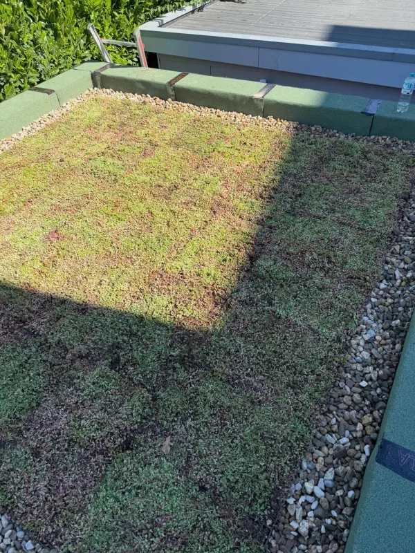 Kleines aber feines Gründach. 💪🏻🌳